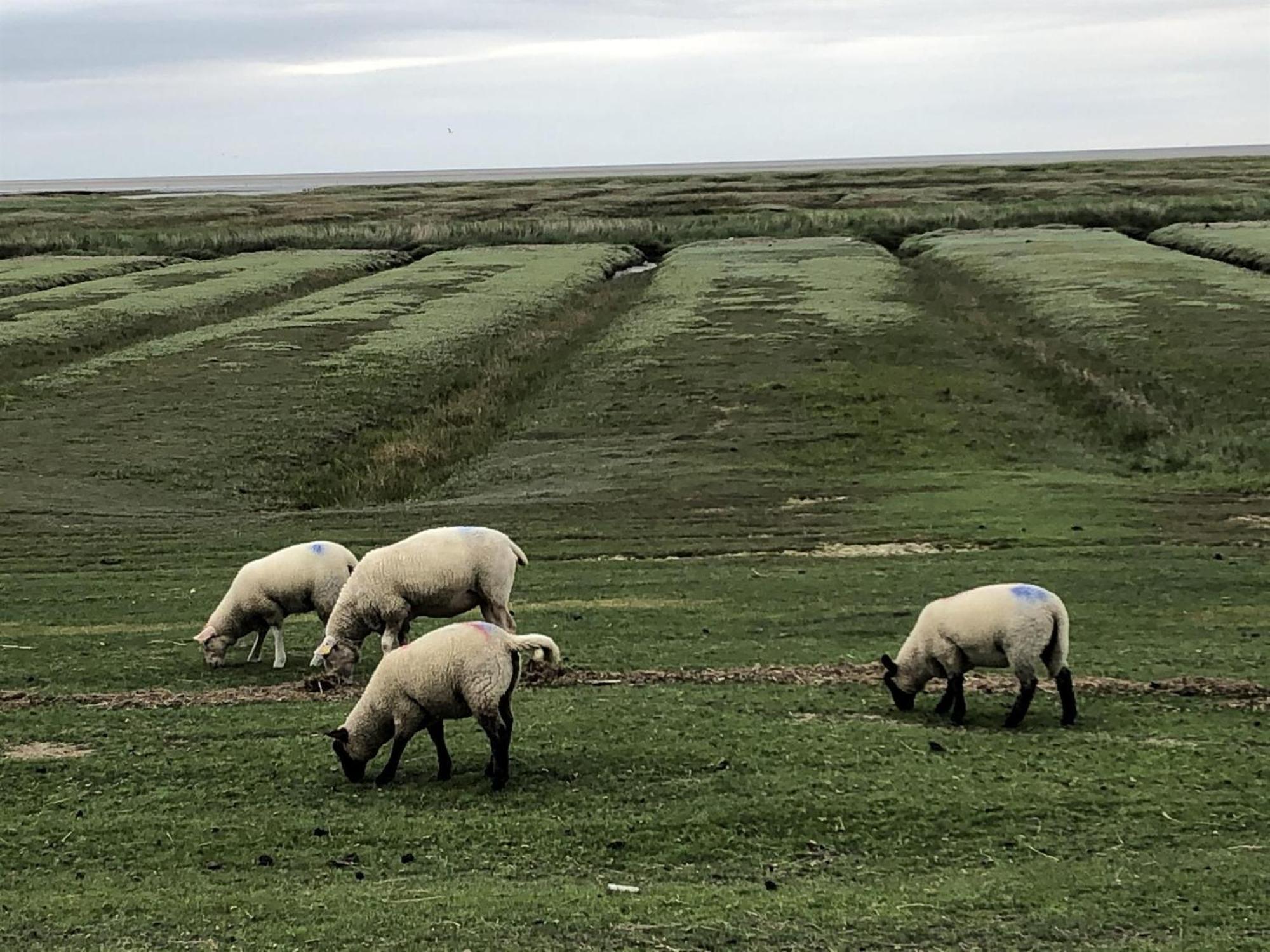 Haubarg alte Strandvogtei Westerhever Exterior foto